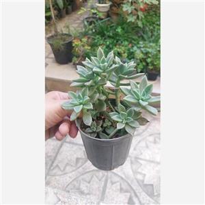 گیاه اپارتمانی ساکولنت آئونیوم سایز بزرگ(succulent plant)