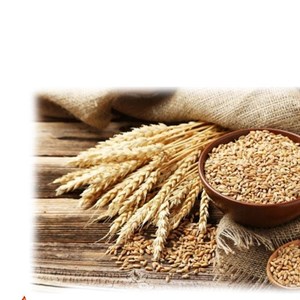 بلغور گندم ارگانیک و بدون افزودنی مناسب رژیمی