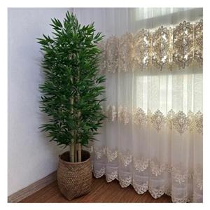 درختچه بامبو پر تراکم سوپر طبیعی قد 170هزینه ارسال پس کرایه(درب منزل)