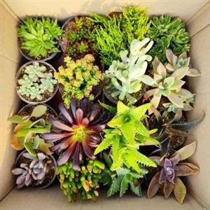 خرید مخلوط ساکولنت تهران