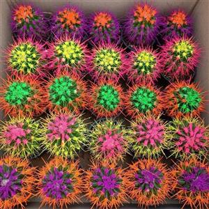کاکتوس اچینو رنگی گلدان سایز 6 پک 25 عددی (پس کرایه)