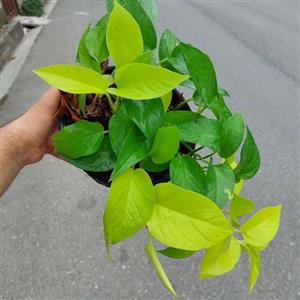گل پتوس نئون (سطل3) ارسال بار بصورت پس کرایه