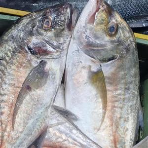 ماهی گیش ، جیش،حلوا گیش جنوب ،گیش مقوا 