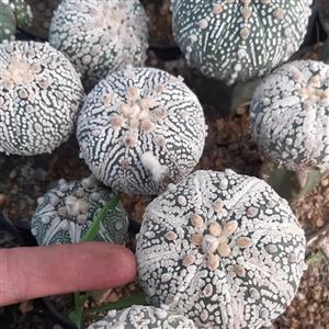 گل و کاکتوس  آستریاس