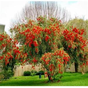 نهال شیشه شور سایز چند ساله 