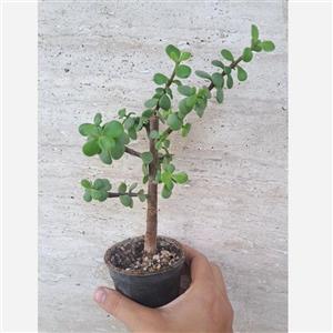 گل آپارتمانی و بیرونی خرفه ،بسیار زیبا و آسان نگه دار  قیمت مناسب