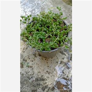 گل کاکتوس غوره ای ارسال از گیلان 
