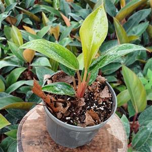 گل فیلودندرون ردکنگو (ارسال با باربری و پس کرایه)