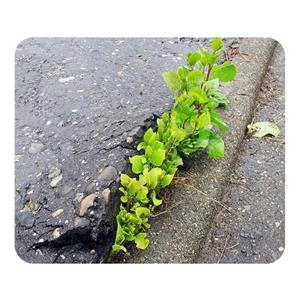 ماوس پد مدل طبیعت سایز 19x24 سانتی متر