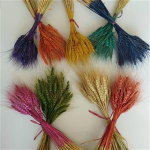 گندم رنگی و طبیعی