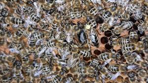 ملکه لاین کارنیکا پیوند شده از لاین وارداتی آذربایجان  با گارانتی ضمانت ارسال  تا مقصد