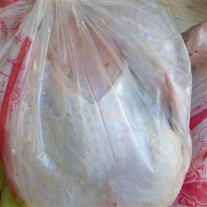 بوقلمون کامل