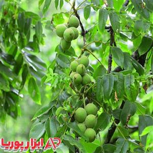 نهال گردو خوشه ای – نهالستان شاهسون