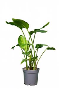 نخل نیکولای