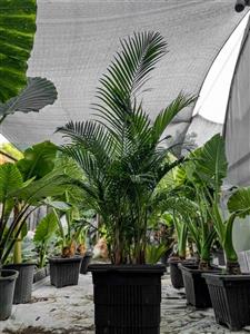 نخل اریکا بالای 20بوته 2متری