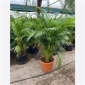 نخل اریکا بالای 20بوته 2متری