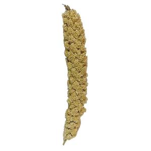 غذای پرنده مدل ارزن خوشه ای درشت کد 050 وزن 600 گرم بسته 50 عددی