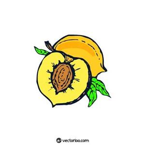 وکتور هلو کارتونی رنگی1