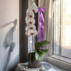 گل فروشی ارزان  یار