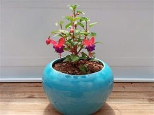 قیمت روز گل فروشی صادقیه تهران 