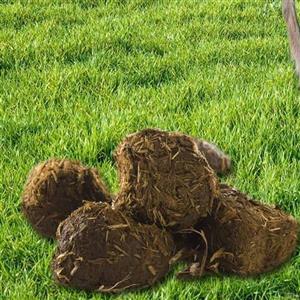 عنبرنسارا سرگین یا پشگل الاغ ماده ماچه الاغ 500 گرمی گیاهینو رفع عفونت های داخلی عنبرنسا