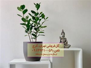 فروش انجیر پرده‌ای برای تزئین فضای رستوران