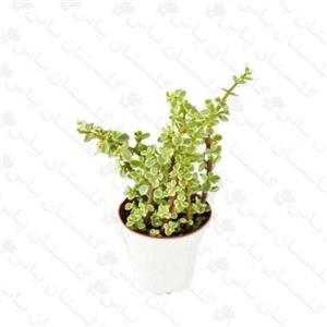 گل فروشی حکیمیه تهرانپارس