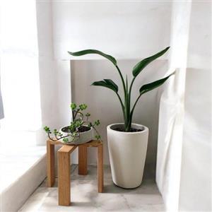 گل برای جشن تعیین جنسیت