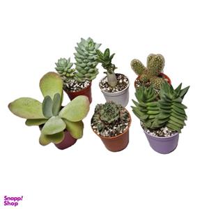گیاه طبیعی کاکتوس و ساکولنت مدل 06 مجموعه 6 عددی