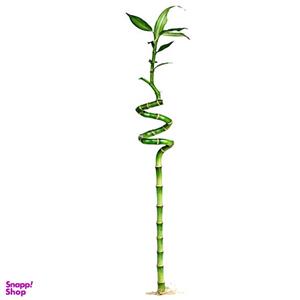 گیاه طبیعی بامبو جوانه کد 0090