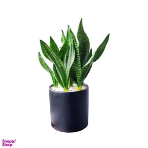 گلدان گیاه طبیعی مدل سانسوریا