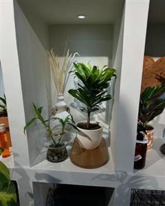 چطور گیاهان مقاوم به شرایط کم‌نور مثل پتوس و سینگونیوم را برای اتاق کار خریداری کنیم؟