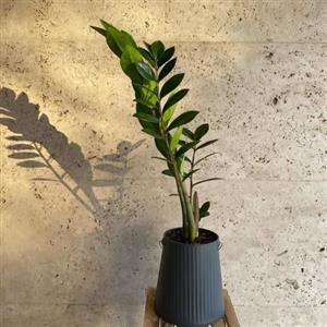 چطور از بازار گل آنلاین گیاهان هوازی را برای تصفیه هوای اتاق خواب خود سفارش دهیم؟