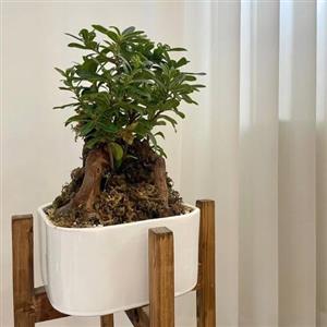 کدام گیاه مانند فیلودندرون را برای اتاق خواب به عنوان گیاهی ساده و زیبا انتخاب کنیم؟