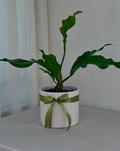 چطور گیاه برگ انجیری را برای محیط اتاق خواب از بازار گل آنلاین خریداری کنیم؟