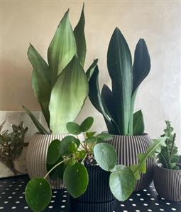 چطور گلدان و گیاه طبیعی را برای تبریک زایمان به مادر جدید در منزل هدیه دهیم؟