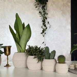 چطور از فروشگاه آنلاین گیاهانی چون سانسوریا و یوکا را برای اتاق خواب خود خریداری کنیم؟