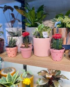 چطور گلدان و گیاه طبیعی را برای تبریک زایمان به مادر هدیه دهیم؟