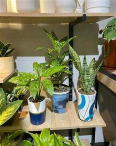 چگونه گلدان و گیاه طبیعی برای خانه و اتاق کار خریداری کنیم؟