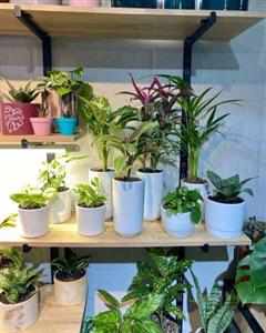 چطور گلدان و گیاه طبیعی را برای روز معلم به عنوان هدیه برای معلم خریداری کنیم؟