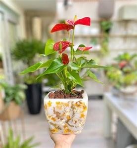 چطور از گل‌فروشی آنلاین گیاهان گلدار مانند بگونیا و ارکیده را برای خانه خریداری کنیم؟