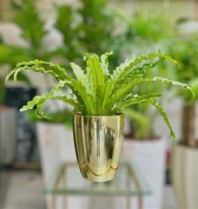 چطور گلدان و گیاه طبیعی برای روز دختر به دختر عزیز ارسال کنیم؟