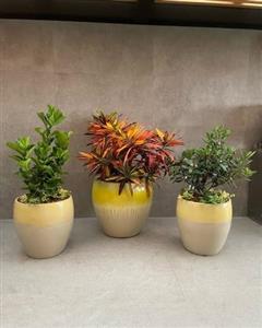 چطور گلدان و گیاه طبیعی را برای روز حسابدار به همکار هدیه دهیم؟