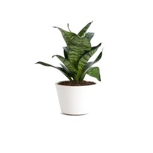 گلدان آپارتمانی ورزیا زبرا