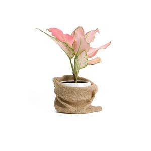 گلدان آپارتمانی کراسولا آواتا