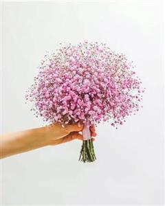 برای خرید گل ژیپسوفیلیا (عروس) به کدام بازار گل بروم؟
