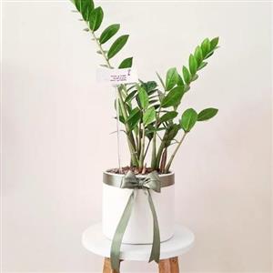 چطور گیاه افوربیا را برای منزل خود به عنوان گیاهی مقاوم از گل‌فروشی آنلاین خریداری کنیم؟