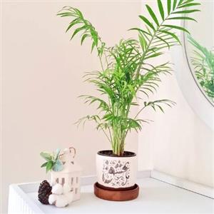 چه گلدان و گیاهی برای تبریک به همکار در محل کار مناسب است؟