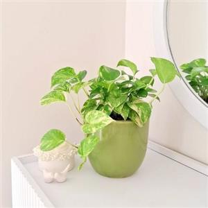چطور گلدان و گیاه طبیعی را برای محل کار به عنوان هدیه برای رئیس ارسال کنیم؟