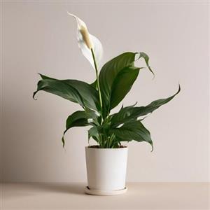 چطور گیاه لاکچری ارکیده را برای خانه خود خریداری کنیم؟